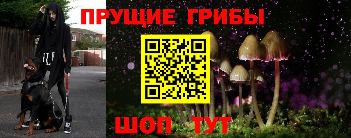 Псилоцибиновые грибы GOLDEN TEACHER Черняховск